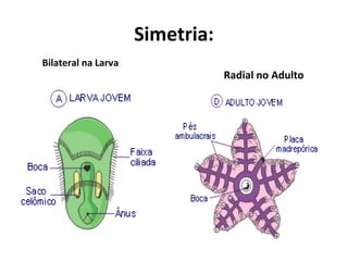 Simetria:
Bilateral na Larva
Radial no Adulto
 