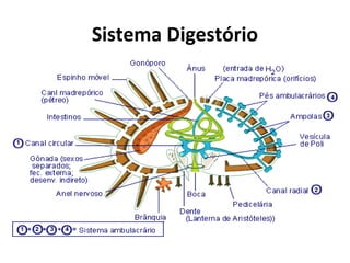 Sistema Digestório
 