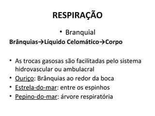 RESPIRAÇÃO
• Branquial
Brânquias→Líquido Celomático→Corpo
• As trocas gasosas são facilitadas pelo sistema
hidrovascular ou ambulacral
• Ouriço: Brânquias ao redor da boca
• Estrela-do-mar: entre os espinhos
• Pepino-do-mar: árvore respiratória
 