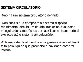SISTEMA CIRCULATÓRIO Não há um sistema circulatório definido.  Nos canais que compõem o sistema disposto radialmente, circula um líquido incolor no qual estão mergulhados amebócitos que auxiliam no transporte de excretas até o sistema ambulacrário.  O transporte de alimentos e de gases até as células é feito pelo liquido que preenche a cavidade corporal interna.  