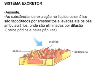 SISTEMA EXCRETOR Ausente.  As substâncias de excreção no liquido celomático são fagocitados por amebócitos e levadas até os pés ambulacrários, onde são eliminadas por difusão  ( pelos pódios e pelas pápulas). 