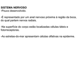 SISTEMA NERVOSO Pouco desenvolvido.  É representado por um anel nervoso próxima à região da boca, do qual partem nervos radiais.  Na superfície do corpo estão localizadas células táteis e fotorreceptoras.  As estrelas-do-mar apresentam células olfativas na epiderme. 