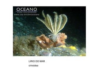 LIRIO DO MAR crinoidea 