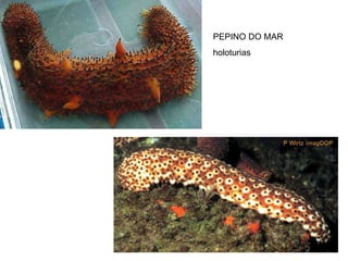 PEPINO DO MAR holoturias 