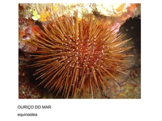 OURIÇO DO MAR equinoidea 
