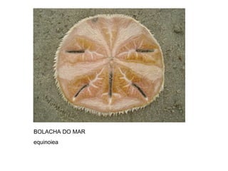 BOLACHA DO MAR equinoiea 