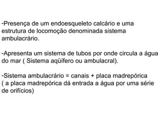 Presença de um endoesqueleto calcário e uma estrutura de locomoção denominada sistema ambulacrário. Apresenta um sistema de tubos por onde circula a água do mar ( Sistema aqüífero ou ambulacral). Sistema ambulacrário = canais + placa madrepórica  ( a placa madrepórica dá entrada a água por uma série de orifícios) 