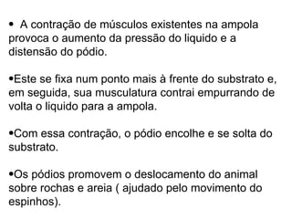 A contração de músculos existentes na ampola provoca o aumento da pressão do liquido e a distensão do pódio.  Este se fixa num ponto mais à frente do substrato e, em seguida, sua musculatura contrai empurrando de volta o liquido para a ampola.  Com essa contração, o pódio encolhe e se solta do substrato.  Os pódios promovem o deslocamento do animal sobre rochas e areia ( ajudado pelo movimento do espinhos). 