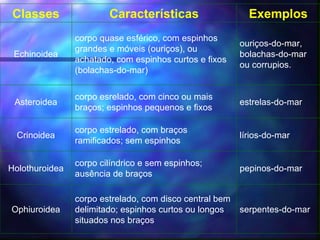 Classes                 Características                    Exemplos
                corpo quase esférico, com espinhos
                                                         ouriços-do-mar,
                grandes e móveis (ouriços), ou
 Echinoidea                                              bolachas-do-mar
                achatado, com espinhos curtos e fixos
                                                         ou corrupios.
                (bolachas-do-mar)

                corpo esrelado, com cinco ou mais
 Asteroidea                                              estrelas-do-mar
                braços; espinhos pequenos e fixos

                corpo estrelado, com braços
  Crinoidea                                              lírios-do-mar
                ramificados; sem espinhos

                corpo cilíndrico e sem espinhos;
Holothuroidea                                            pepinos-do-mar
                ausência de braços

                corpo estrelado, com disco central bem
Ophiuroidea     delimitado; espinhos curtos ou longos    serpentes-do-mar
                situados nos braços
 