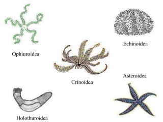 Echinoidea
Ophiuroidea



                             Asteroidea
                 Crinoidea




 Holothuroidea
 