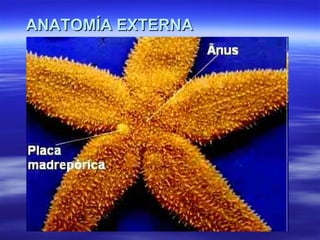 ANATOMÍA EXTERNA 