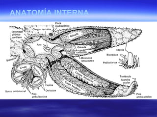 ANATOMÍA INTERNA 