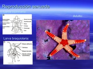 Reproducción sexuada  Larva bipinnaria: Larva braquiolaria: Adulto: 