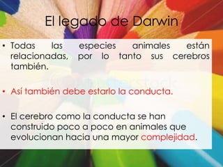 El legado de Darwin
• Todas    las    especies  animales  están
  relacionadas,   por lo tanto sus cerebros
  también.

• Así también debe estarlo la conducta.

• El cerebro como la conducta se han
  construido poco a poco en animales que
  evolucionan hacia una mayor complejidad.
 