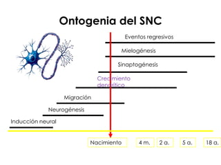 Ontogenia del SNC
                                         Eventos regresivos

                                       Mielogénesis

                                     Sinaptogénesis

                               Crecimiento
                               dendrítico

                   Migración

             Neurogénesis

Inducción neural


                            Nacimiento        4 m.    2 a.    5 a.   18 a.
 