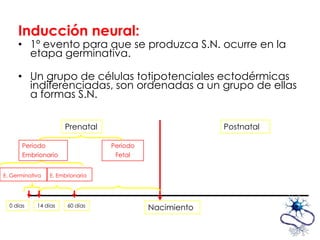 Inducción neural:
     • 1º evento para que se produzca S.N. ocurre en la
       etapa germinativa.

     • Un grupo de células totipotenciales ectodérmicas
       indiferenciadas, son ordenadas a un grupo de ellas
       a formas S.N.

                      Prenatal                           Postnatal

       Periodo                    Periodo
       Embrionario                 Fetal


E. Germinativa   E. Embrionaria




  0 días    14 días    60 días              Nacimiento
 
