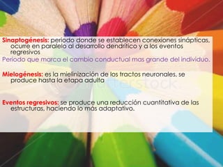Sinaptogénesis: periodo donde se establecen conexiones sinápticas,
   ocurre en paralelo al desarrollo dendrítico y a los eventos
   regresivos
Periodo que marca el cambio conductual mas grande del individuo.

Mielogénesis: es la mielinización de los tractos neuronales, se
  produce hasta la etapa adulta


Eventos regresivos: se produce una reducción cuantitativa de las
  estructuras, haciendo lo más adaptativo.
 