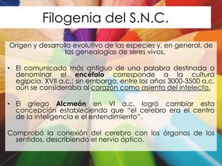 Filogenia del S.N.C.
Origen y desarrollo evolutivo de las especies y, en general, de
                 las genealogías de seres vivos.

• El comunicado más antiguo de una palabra destinada a
  denominar el encéfalo corresponde a la cultura
  egipcia, XVII a.c.; sin embargo, entre los años 3000-3500 a.c.
  aún se consideraba al corazón como asiento del intelecto.

• El griego Alcmeón en VI a.c. logró cambiar esta
  concepción estableciendo que “el cerebro era el centro
  de la inteligencia e el entendimiento”.

Comprobó la conexión del cerebro con los órganos de los
  sentidos, describiendo el nervio óptico.
 