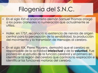 Filogenia del S.N.C.
• En el siglo XVI el anatomista alemán Samuel Thomas otorgó
  a los pares craneales la numeración que actualmente se
  utiliza.

• Haller, en 1757, reconoció la existencia de nervios de origen
  central para la percepción de la sensibilidad, la producción
  del movimiento y la transmisión de mensajes al cerebro.

• En el siglo XIX, Pierre Flourens, demostró que el cerebro es
  responsable de la actividad intelectual y de la voluntad. Fue
  pionero en el estudio de la función cerebral y el primero en
  identificar la región del cerebro que controla la respiración e
  identificar las funciones motoras del cerebro.
 