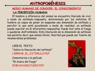 ANTROPOGÉNESIS MODO HUMANO DE CONOCER: EL CONOCIMIENTO LA PERCEPCIÓN HUMANA El hombre a diferencia del animal se encuentra liberado de vivir a modo de estímulo-respuesta, determinado por los instintos. El hombre es capaz de poner en suspenso esa dimensión de estímulo y percibir lo que está sucediendo a modo de realidad, un estímulo puede suscitar en él diferentes respuestas. Puede huir ante el fuego o quedarse disfrutándolo. Esta liberación de la dimensión de estímulo nos permite decir que somos libres, libertad que puede ser fuente de innumerables problemas. LEER EL TEXTO: “ Sobre la liberación del estímulo” LIBERAR_EL_ESTÍMULO.PDF Comentarios a la película “ En busca del fuego” ENBUSCADELFUEGO.PDF 
