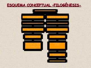 ESQUEMA CONCEPTUAL –FILOGÉNESIS- 