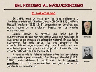 DEL FIXISMO AL EVOLUCIONISMO EL DARWINISMO En 1858, tras un viaje por las islas Galápagos y América meridional, Charles Darwin (1809-1882) y Alfred Russell Wallace (1823-1913) presentan en Londres una nueva teoría de la evolución basada en sus propias observaciones. Según Darwin, se entabla una lucha por la supervivencia porque hay más seres vivos que recursos, lo cual provoca un proceso de  selección natural . En esa lucha sobreviven los más aptos, los que presentan las características mejores para adaptarse al medio, los peor adaptados perecen, y los más adaptados transmiten sus características a sus descendientes. A esta teoría le faltaba aclarar cómo las variaciones se transmiten por herencia, fue Gregor Mendel (1822-1884) quién elaboró la explicación de la  herencia genética , tras sus experimentos con guisantes en el jardín de su monasterio. DARWIN MENDEL 