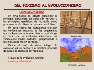 DEL FIXISMO AL EVOLUCIONISMO NEODARWINISMO SELECCIÓN NATURAL En esta teoría se intenta armonizar el principio darwinista de selección natural y los principios genéticos de mutación como procesos explicativos del proceso evolutivo. En esta teoría las mutaciones explican las variaciones casuales de los organismos que se heredan, y la selección natural dirige el curso de la evolución eliminando las variaciones menos dotadas  perpetuando a los individuos mejor dotados. Desde el punto de visto biológico la evolución es un hecho. Y el hombre procede de especies animales antropoides. Claves de la evolución humana: claves_ evolucion . pdf EVOLUCIÓN 