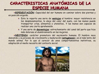 CARACTERISTICAS ANATÓMICAS DE LA ESPECIE HUMANA BIPEDESTACIÓN : Capacidad del ser humano en caminar sobre dos piernas y en posición erguida. Esto le reporta una serie de  ventajas  al hombre: mayor resistencia en los desplazamientos, lo aleja del calor del suelo, con las manos puede transportar crías, alimentos o utensilios.. Y las manos son capaces de realizar una cierta aprehensión.  Y una serie de  desventajas : estrechamiento del canal del parto que hizo más doloroso el alumbramiento en las mujeres. NEOTENIA : carácter prematuro del nacimiento humano. El hombre nace desvalido y su proceso de crecimiento y maduración ( ontogénesis ), es el más lento del mundo animal. Por lo que al carecer de unos comportamientos instintivos, su adaptación al medio necesita del contexto social. 