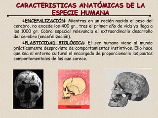 CARACTERISTICAS ANATÓMICAS DE LA ESPECIE HUMANA ENCEFALIZACIÓN : Mientras en un recién nacido el peso del cerebro, no excede los 400 gr., tras el primer año de vida ya llega a los 1000 gr. Cobra especial relevancia el extraordinario desarrollo del cerebro (encefalización). PLASTICIDAD BIOLÓGICA : El ser humano viene al mundo prácticamente desprovisto de comportamientos instintivos. Ello hace que sea el entorno cultural el encargado de proporcionarle las pautas comportamentales de las que carece. 
