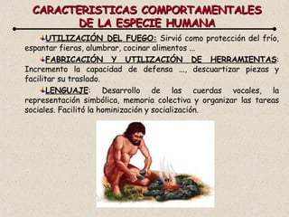 CARACTERISTICAS COMPORTAMENTALES DE LA ESPECIE HUMANA UTILIZACIÓN DEL FUEGO:  Sirvió como protección del frío, espantar fieras, alumbrar, cocinar alimentos ... FABRICACIÓN Y UTILIZACIÓN DE HERRAMIENTAS : Incremento la capacidad de defensa ..., descuartizar piezas y facilitar su traslado. LENGUAJE : Desarrollo de las cuerdas vocales, la representación simbólica, memoria colectiva y organizar las tareas sociales. Facilitó la hominización y socialización. 