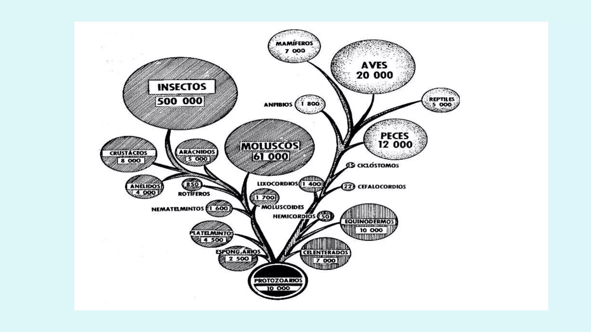 FILOGENESIS CLASE 4.pptx