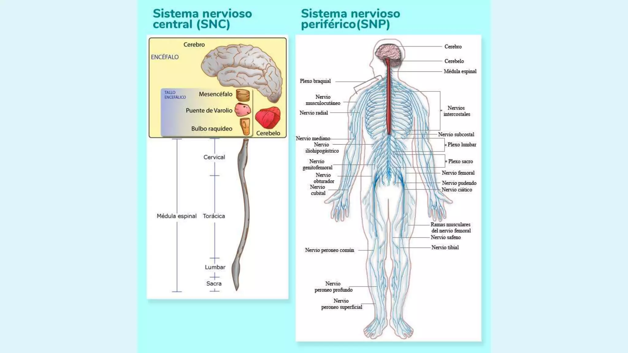 FILOGENESIS CLASE 4.pptx