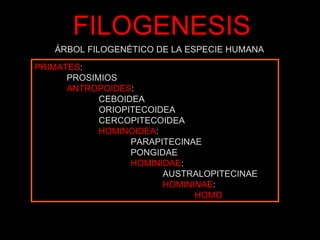 Genesis del ser humano | PPT