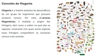 Filogenia é a história evolutiva da descendência
de um grupo de organismos que possuem
ancestral comum. Por meio de árvores
filogenéticas, é revelada a origem das
linhagens, bem como a ordem na qual elas se
separam, mostrando com quais outras espécies
essas linhagens compartilham os ancestrais
comuns mais recentes.
 