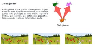 A cladogênese ocorre quando uma espécie dá origem
a duas ou mais espécies descendentes. Isso acontece
quando uma população de uma mesma espécie é
dividida, por exemplo, por isolamento geográfico.
Cada população resultante é chamada de clado
 