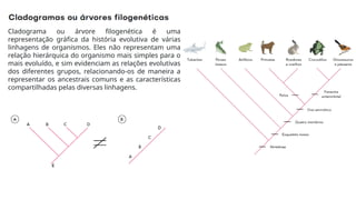 Cladograma ou árvore filogenética é uma
representação gráfica da história evolutiva de várias
linhagens de organismos. Eles não representam uma
relação hierárquica do organismo mais simples para o
mais evoluído, e sim evidenciam as relações evolutivas
dos diferentes grupos, relacionando-os de maneira a
representar os ancestrais comuns e as características
compartilhadas pelas diversas linhagens.
 