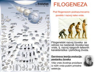 FILOGENEZA
Pod filogenezom podrazumevamo
poreklo i razvoj neke vrste.
Filogenetski razvoj čoveka se
odnosi na nastanak čoveka kao
vrste, tj. razvoj njegovih telesnih
karakteristika i psihičkog života.
Darvinova teorija evolucije o
postanku čoveka
Više vrste životinja proizilaze
iz nižih vrsta putem prirodne
selekcije.
 