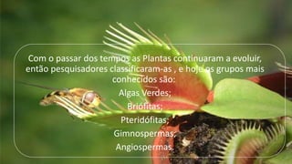 Com o passar dos tempos as Plantas continuaram a evoluir,
então pesquisadores classificaram-as , e hoje os grupos mais
conhecidos são:
Algas Verdes;
Briófitas;
Pteridófitas;
Gimnospermas;
Angiospermas.
 