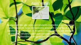 Algas Verdes
As algas verdes são seres unicelulares (isolados ou coloniais) e
pluricelulares. Seus cloroplastos possuem clorofilas A e B,
carotenos e xantofilas. A reserva é representada por amido e
as paredes celulares possuem celulose. Muitas apresentam
alternância de gerações (metagênese).
 