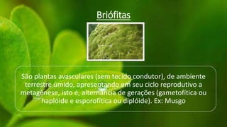Briófitas
São plantas avasculares (sem tecido condutor), de ambiente
terrestre úmido, apresentando em seu ciclo reprodutivo a
metagênese, isto é, alternância de gerações (gametofítica ou
haplóide e esporofítica ou diplóide). Ex: Musgo
 