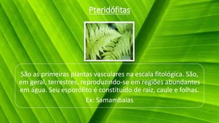 Pteridófitas
São as primeiras plantas vasculares na escala fitológica. São,
em geral, terrestres, reproduzindo-se em regiões abundantes
em água. Seu esporófito é constituído de raiz, caule e folhas.
Ex: Samambaias
 