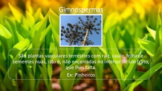 Gimnospermas
São plantas vasculares terrestres com raiz, caule, folhas e
sementes nuas, isto é, não encerradas no interior de um fruto,
que lhes falta.
Ex: Pinheiros
 