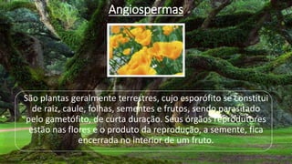 Angiospermas
São plantas geralmente terrestres, cujo esporófito se constitui
de raiz, caule, folhas, sementes e frutos, sendo parasitado
pelo gametófito, de curta duração. Seus órgãos reprodutores
estão nas flores e o produto da reprodução, a semente, fica
encerrada no interior de um fruto.
 
