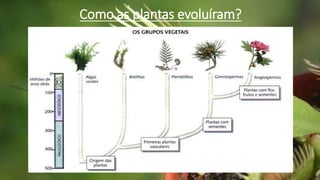 Como as plantas evoluíram?
 