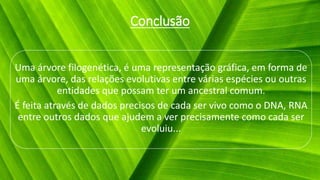 Conclusão
Uma árvore filogenética, é uma representação gráfica, em forma de
uma árvore, das relações evolutivas entre várias espécies ou outras
entidades que possam ter um ancestral comum.
É feita através de dados precisos de cada ser vivo como o DNA, RNA
entre outros dados que ajudem a ver precisamente como cada ser
evoluiu...
 