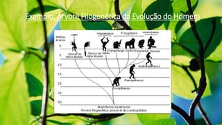 Exemplo: Árvore Filogenética da Evolução do Homem
 