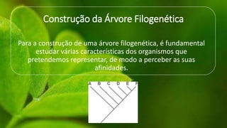 Construção da Árvore Filogenética
Para a construção de uma árvore filogenética, é fundamental
estudar várias características dos organismos que
pretendemos representar, de modo a perceber as suas
afinidades.
 