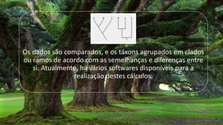 Os dados são comparados, e os táxons agrupados em clados
ou ramos de acordo com as semelhanças e diferenças entre
si. Atualmente, há vários softwares disponíveis para a
realização destes cálculos.
 