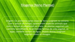 Filogenia (Reino Plantae)
Origem: Os primeiros seres vivos da Terra surgiram no oceano.
Com o passar do tempo, apareceram espécies animais que
com o tempo se adaptaram ao meio. As plantas seguiram um
caminho semelhante. As primeiras formas de vida vegetal, as
algas, também vieram da água, Depois destas surgiram
vegetais como os musgos.
 
