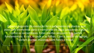O passo seguinte da evolução foi o surgimento de plantas que
possuíam elementos para o transporte de água (pequenos canais),
como as samambaias. Estas plantas possuem três partes
fundamentais: A raiz, o caule e as folhas. Com o passar do tempo,
vieram plantas maiores, com flores e frutos.
 